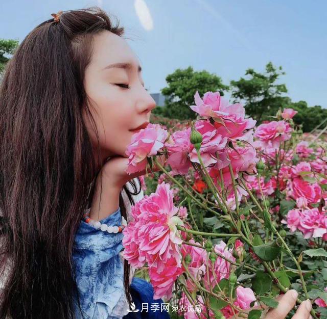 中國抖起來(lái)國慶網(wǎng)紅打卡地！蘇州月季花海等你來(lái)……(圖1)