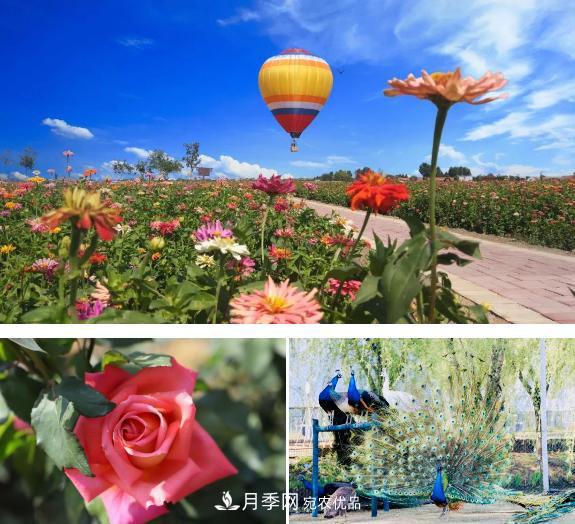 中國抖起來(lái)國慶網(wǎng)紅打卡地！蘇州月季花海等你來(lái)……(圖2)