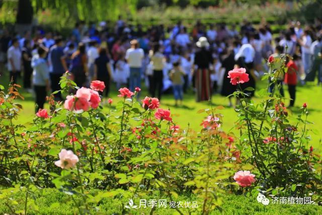 金秋花兒姹紫紅，山東濟南植物園萬(wàn)株月季與您“約會(huì )”佳節(圖2)