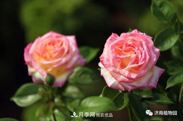 金秋花兒姹紫紅，山東濟南植物園萬(wàn)株月季與您“約會(huì )”佳節(圖3)