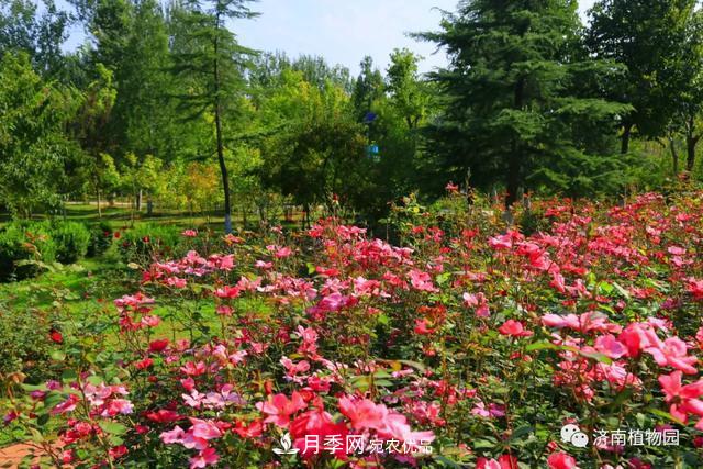 金秋花兒姹紫紅，山東濟南植物園萬(wàn)株月季與您“約會(huì )”佳節(圖5)