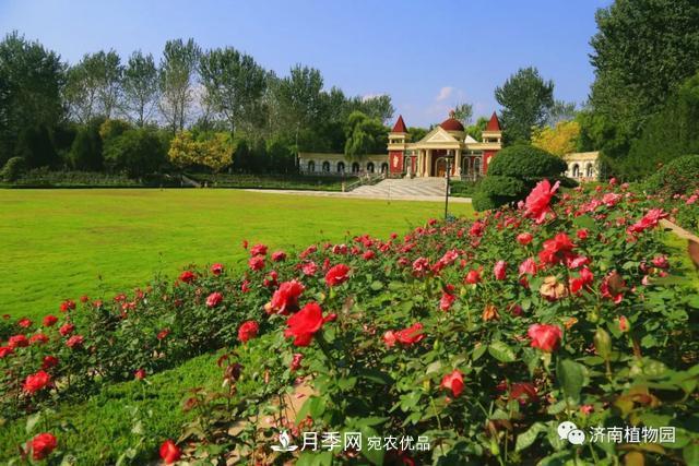 金秋花兒姹紫紅，山東濟南植物園萬(wàn)株月季與您“約會(huì )”佳節(圖4)