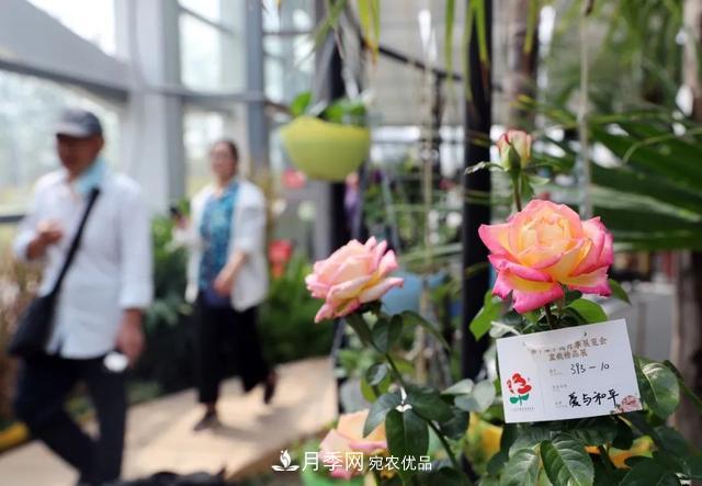 月季產(chǎn)業(yè)國家創(chuàng  )新聯(lián)盟成立大會(huì )在安徽阜陽(yáng)召開(kāi)(圖4)