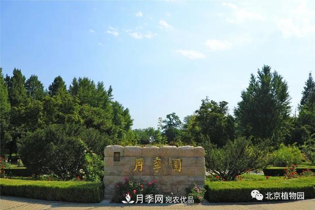 北京植物園月季花海進(jìn)入盛花期，國慶觀(guān)賞正當時(shí)(圖1)