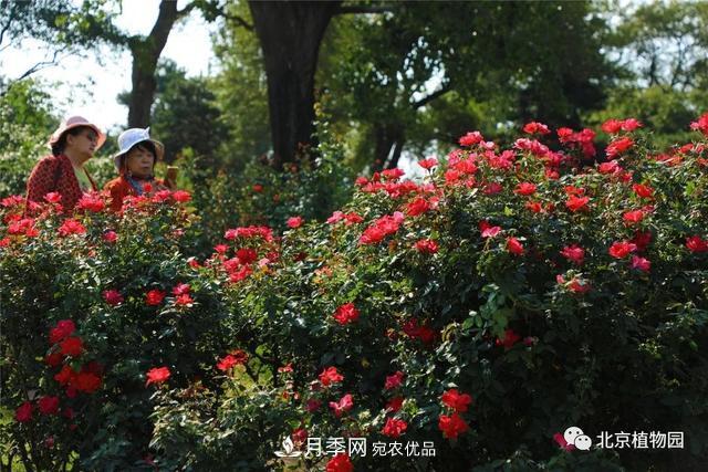 北京植物園月季花海進(jìn)入盛花期，國慶觀(guān)賞正當時(shí)(圖2)