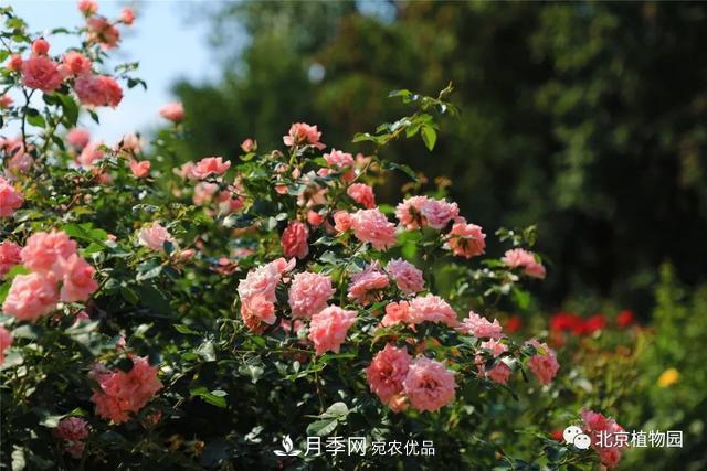 北京植物園月季花海進(jìn)入盛花期，國慶觀(guān)賞正當時(shí)(圖3)