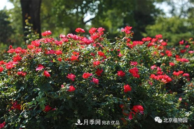 北京植物園月季花海進(jìn)入盛花期，國慶觀(guān)賞正當時(shí)(圖4)