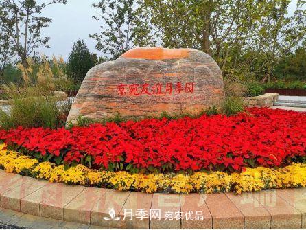 紀念南水北調南陽(yáng)深厚友誼，北京京宛友誼月季園開(kāi)園(圖1)