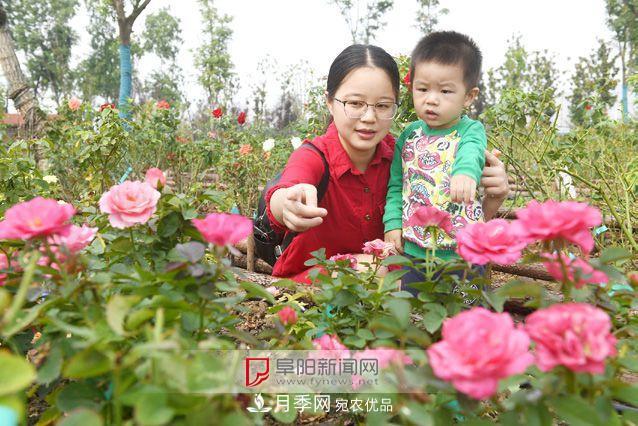 全國首個(gè)現代月季種質(zhì)資源圃“扎根”安徽阜陽(yáng)(圖1)