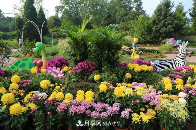 北京植物園第28屆市花展開(kāi)幕，菊花月季是主角(圖1)