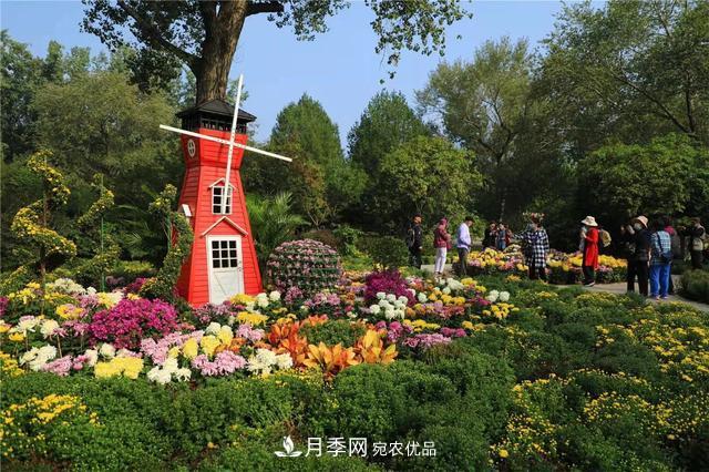 北京植物園第28屆市花展開(kāi)幕，菊花月季是主角(圖2)