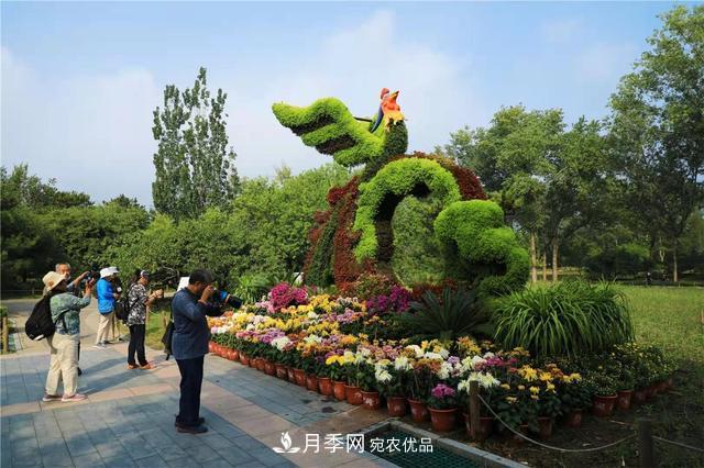 北京植物園第28屆市花展開(kāi)幕，菊花月季是主角(圖3)