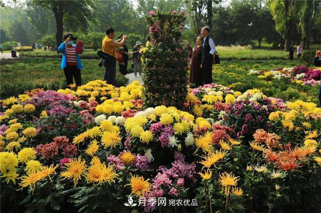 北京植物園第28屆市花展開(kāi)幕，菊花月季是主角(圖4)