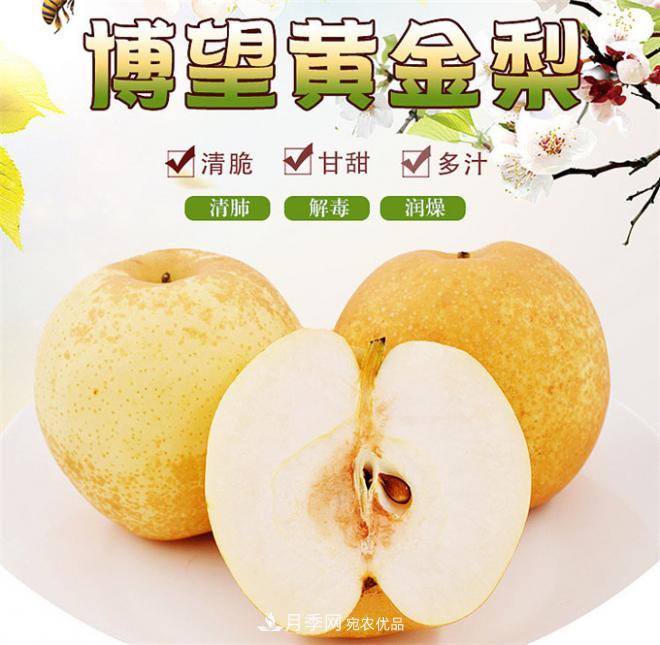 南陽(yáng)特產(chǎn)：方城縣博望黃金梨(圖2)
