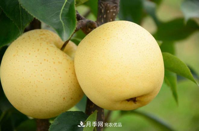 南陽(yáng)特產(chǎn)：方城縣博望黃金梨(圖1)