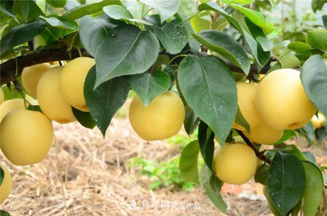 南陽(yáng)特產(chǎn)：方城縣博望黃金梨(圖3)