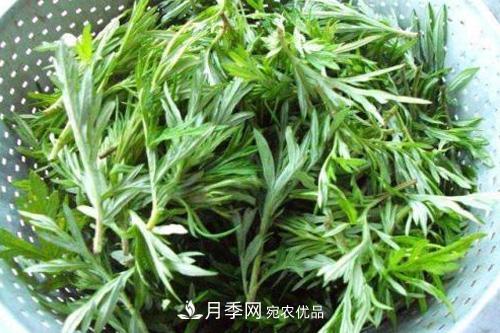 南陽(yáng)到處都是的艾草竟然有這么多作用和功效！(圖1)