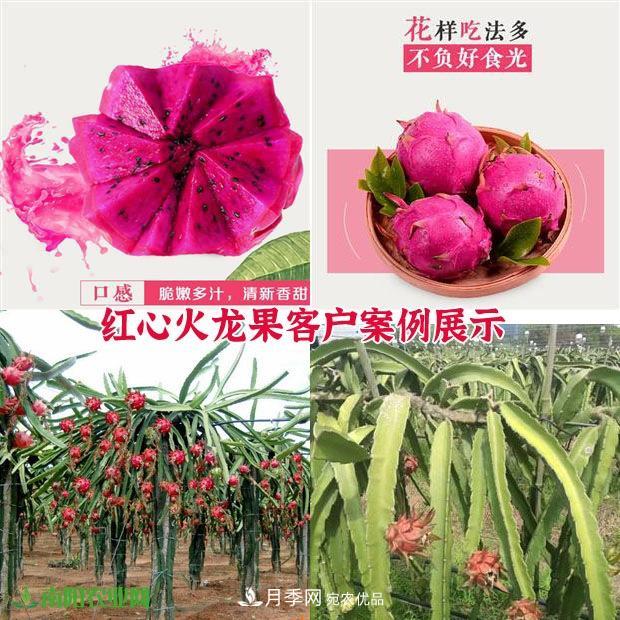 南陽(yáng)中原紅心火龍果種苗批發(fā) 基地直銷(xiāo)技術(shù)指導 5元/株(圖2)