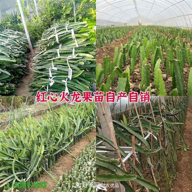 南陽(yáng)中原紅心火龍果種苗批發(fā) 基地直銷(xiāo)技術(shù)指導 5元/株(圖3)