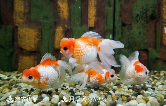 南陽(yáng)鎮平：中國金魚(yú)之鄉，中國錦鯉之鄉的觀(guān)賞魚(yú)養殖產(chǎn)業(yè)(圖1)