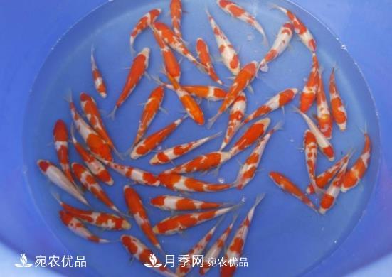 南陽(yáng)鎮平：中國金魚(yú)之鄉，中國錦鯉之鄉的觀(guān)賞魚(yú)養殖產(chǎn)業(yè)(圖3)