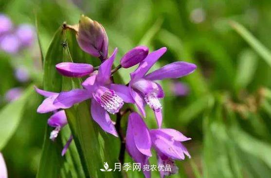 南陽(yáng)市創(chuàng  )建中藥材種植示范基地(圖3)