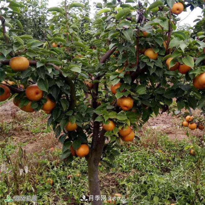 南水北調有機寶盈蜜梨，南陽(yáng)淅川特產(chǎn)水果批發(fā)(圖2)
