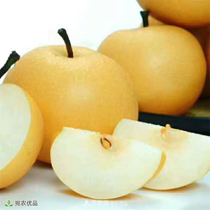 南水北調有機寶盈蜜梨，南陽(yáng)淅川特產(chǎn)水果批發(fā)(圖4)