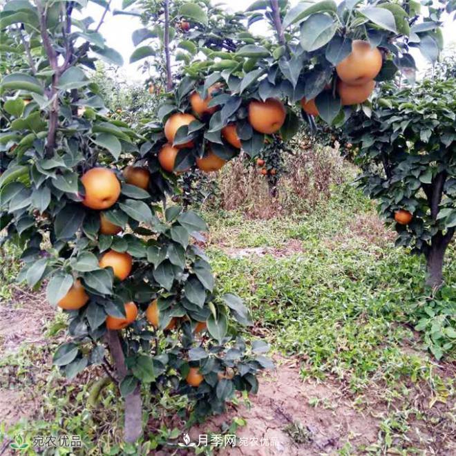 南水北調有機寶盈蜜梨，南陽(yáng)淅川特產(chǎn)水果批發(fā)(圖5)