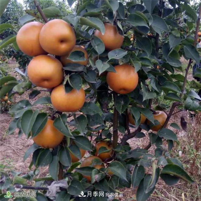 南水北調有機寶盈蜜梨，南陽(yáng)淅川特產(chǎn)水果批發(fā)(圖1)