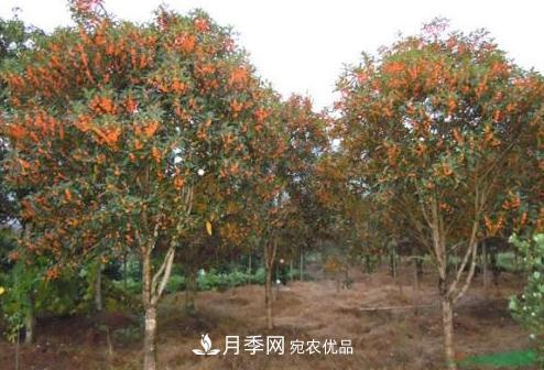 鄧州市穰東鎮多品種桂花園，丹桂金桂桂花樹(shù)(圖1)