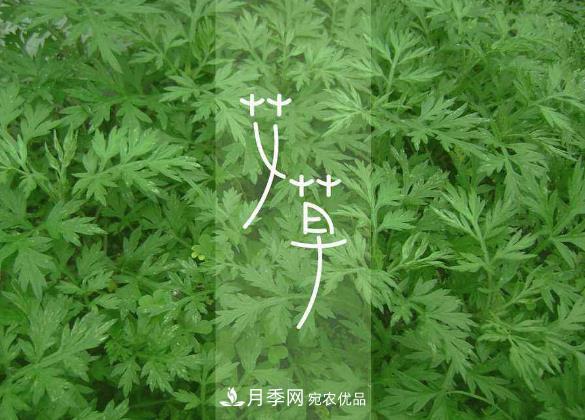 南陽(yáng)仲景艾草產(chǎn)業(yè)占全國70%份額，年產(chǎn)值10億元，叫響世界？(圖2)