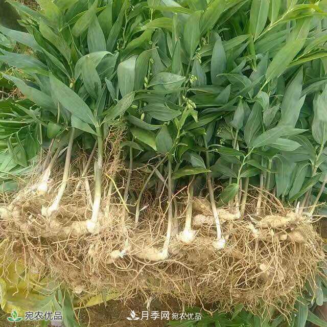 南陽(yáng)中藥材基地分享黃精種苗繁衍方法，繁育需要如何進(jìn)行(圖1)