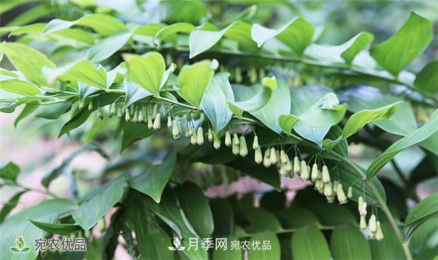 市場(chǎng)需求大，黃精種植效益分析，南陽(yáng)黃精種苗基地直銷(xiāo)價(jià)格(圖1)