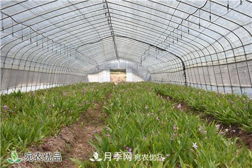 白芨種苗應該怎么挑選？種植方法是什么？南陽(yáng)基地為你講解(圖2)