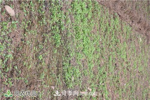 白芨種苗應該怎么挑選？種植方法是什么？南陽(yáng)基地為你講解(圖1)