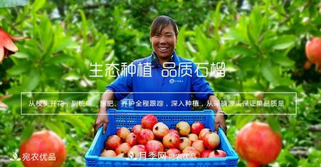 淅川突尼斯軟籽石榴基地批發(fā)價(jià)格，好水果(圖5)