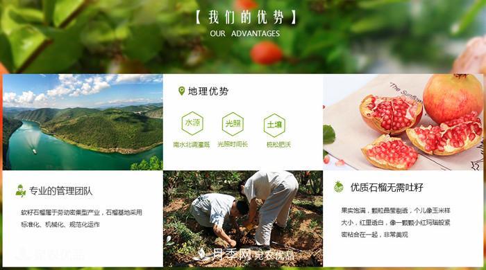 淅川突尼斯軟籽石榴基地批發(fā)價(jià)格，好水果(圖4)