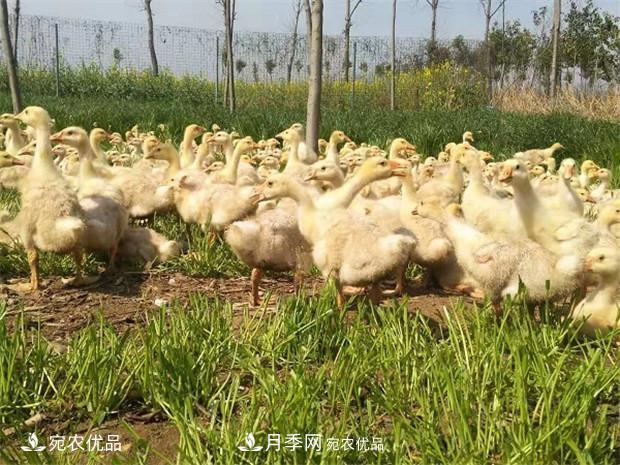 南陽(yáng)脫溫鵝苗孵化廠(chǎng) 南陽(yáng)鵝苗孵化基地直銷(xiāo)價(jià)格(圖3)