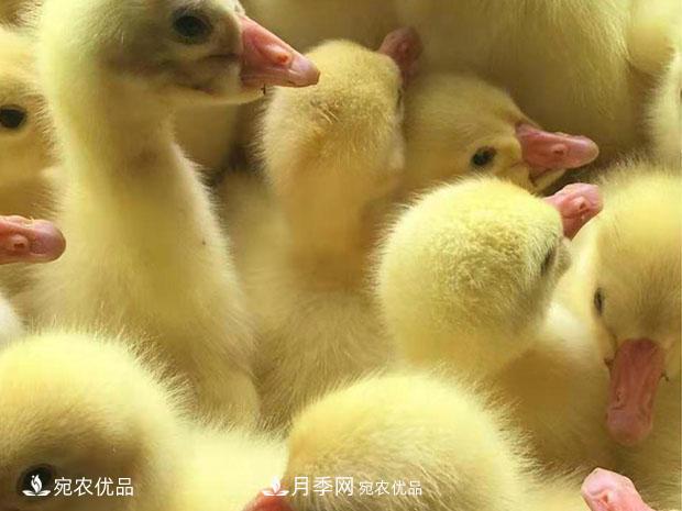 南陽(yáng)脫溫鵝苗孵化廠(chǎng) 南陽(yáng)鵝苗孵化基地直銷(xiāo)價(jià)格(圖1)