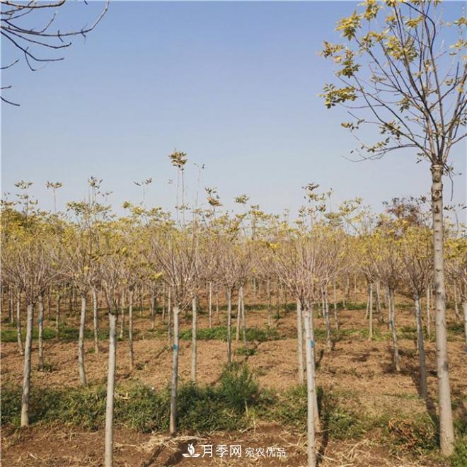 金葉復葉槭南陽(yáng)基地直銷(xiāo)，3-10公分報價(jià)(圖4)
