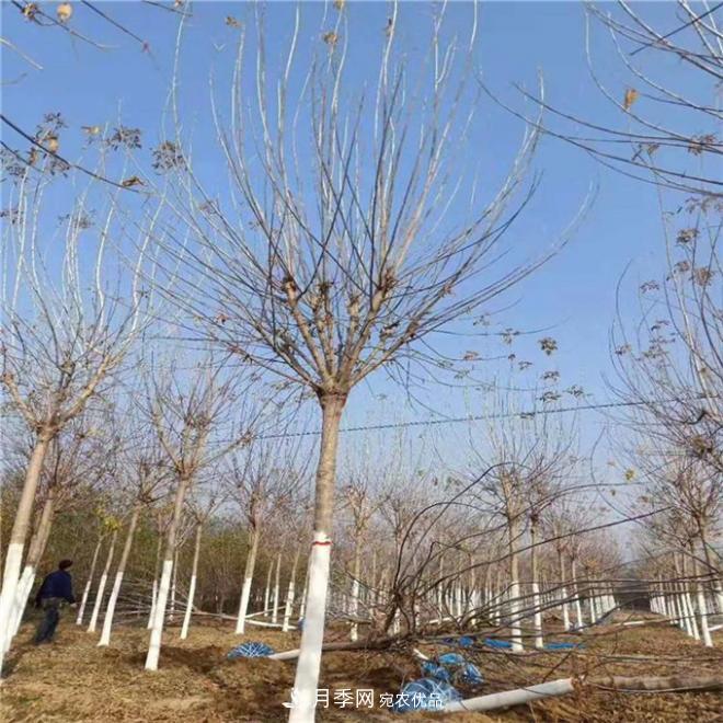 金葉復葉槭南陽(yáng)基地直銷(xiāo)，3-10公分報價(jià)(圖3)