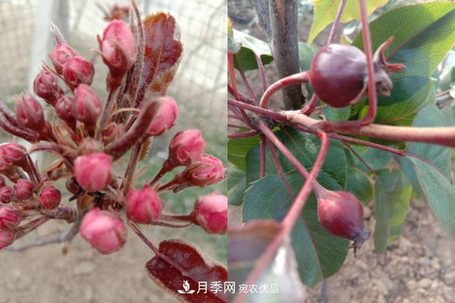 1-3年生全紅梨樹(shù)苗方城基地直銷(xiāo)！成活率高 價(jià)值突出(圖5)