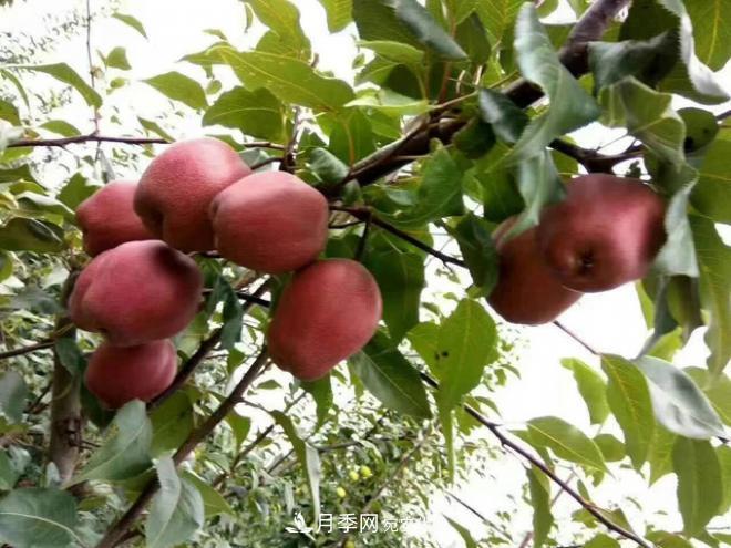 1-3年生全紅梨樹(shù)苗方城基地直銷(xiāo)！成活率高 價(jià)值突出(圖3)