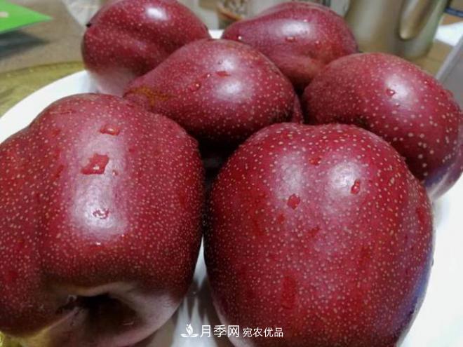 1-3年生全紅梨樹(shù)苗方城基地直銷(xiāo)！成活率高 價(jià)值突出(圖2)