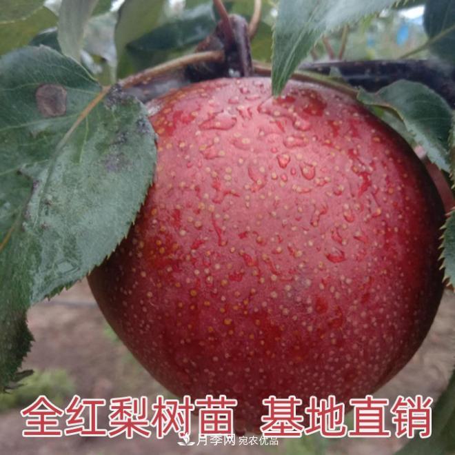 1-3年生全紅梨樹(shù)苗方城基地直銷(xiāo)！成活率高 價(jià)值突出(圖1)