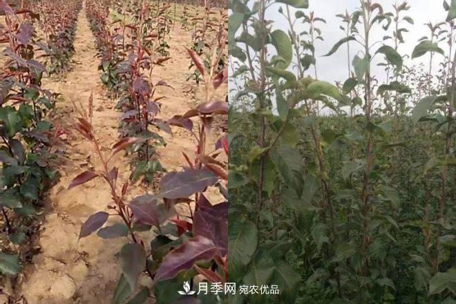 1-3年生全紅梨樹(shù)苗方城基地直銷(xiāo)！成活率高 價(jià)值突出(圖4)