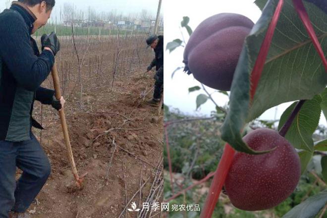 1-3年生全紅梨樹(shù)苗方城基地直銷(xiāo)！成活率高 價(jià)值突出(圖6)