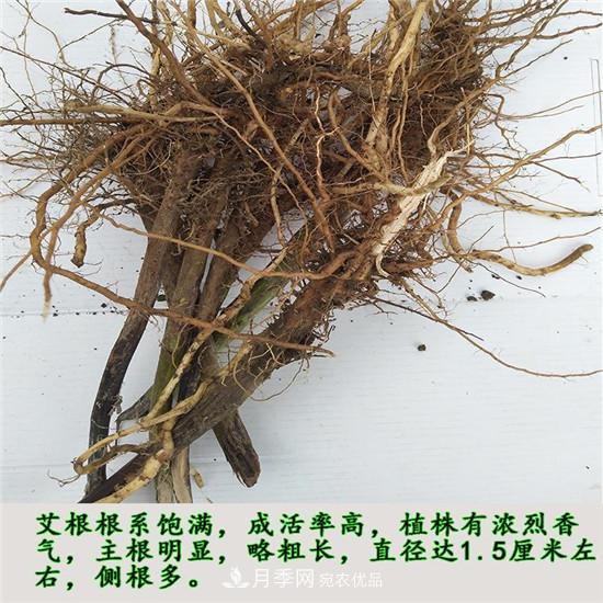 南陽(yáng)純正宛艾艾草艾根艾苗基地批發(fā)直銷(xiāo)(圖3)