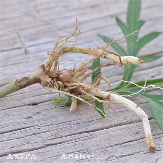 南陽(yáng)純正宛艾艾草艾根艾苗基地批發(fā)直銷(xiāo)(圖1)